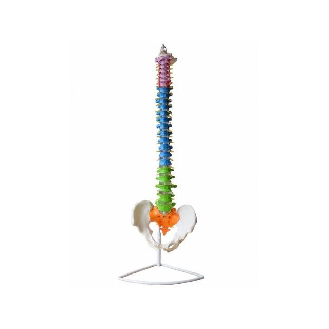 Modelo anatómico: Columna vertebral coloreada
