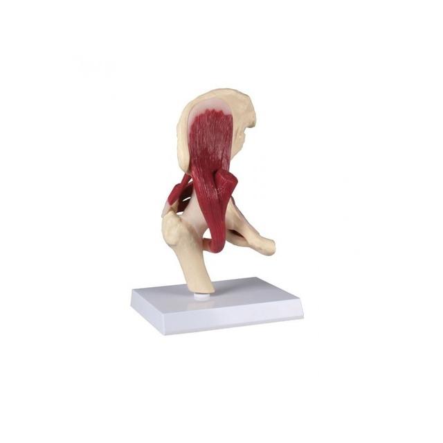 Modelo anatómico: Articulación de la cadera y sus músculos