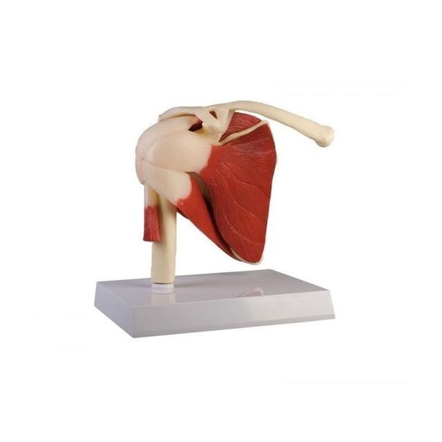 Modelo anatómico: Articulación de hombro humano con músculos