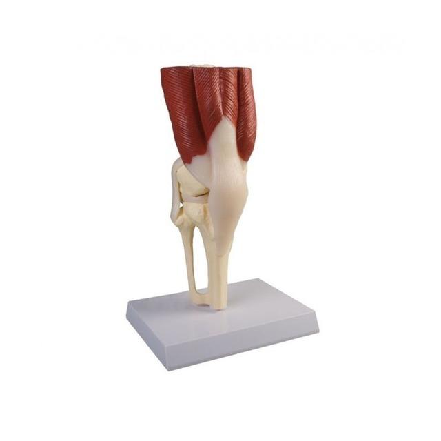 Modelo anatómico: Articulación de la rodilla con músculos