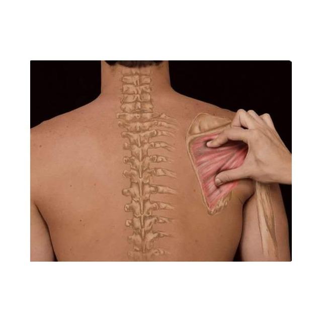 Curso Palpación y Diagnóstico Diferencial en Fisioterapia - Coming Soon