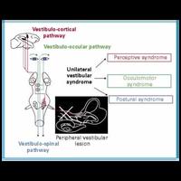 Curso Rehab Practitioner Coming soon