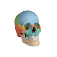 Modelo anatómico: Craneo desmontable - Versión anatomica 22 partes