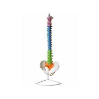 Modelo anatómico: Columna vertebral coloreada
