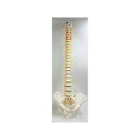 Modelo anatómico: Columna vertebral blanca