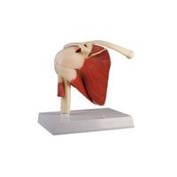 Modelo anatómico: Articulación de hombro humano con músculos