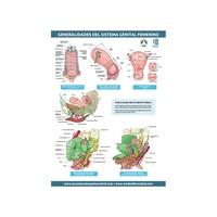 LAMINA GENERALIDADES DEL SISTEMA GENITAL FEMENINO
